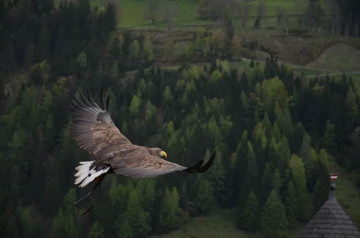 Greifvogel im Flug über einem Wald