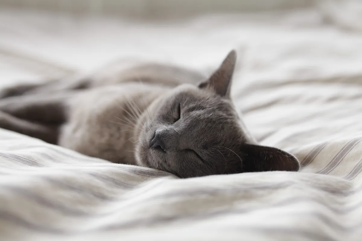 Graue Katze, die entspannt auf einem Bett schläft