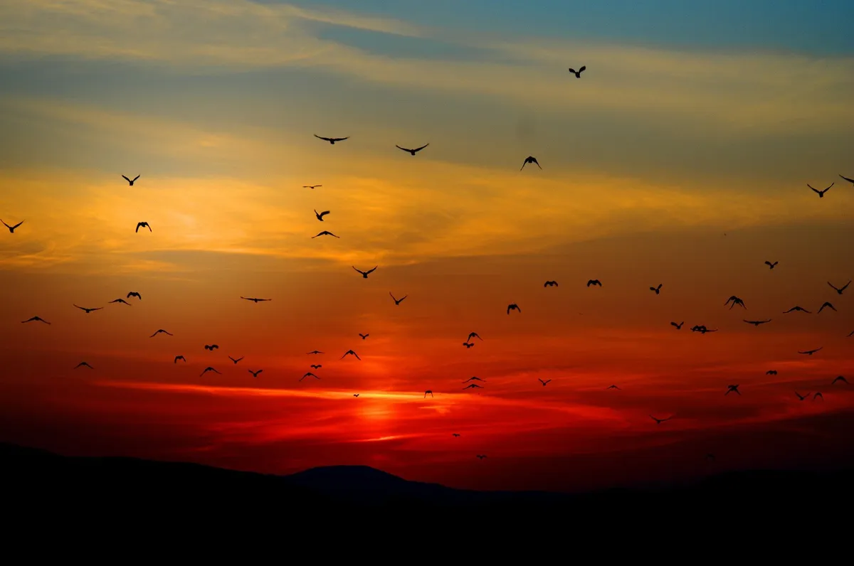 Vogelschwarm vor einem roten Sonnenuntergang