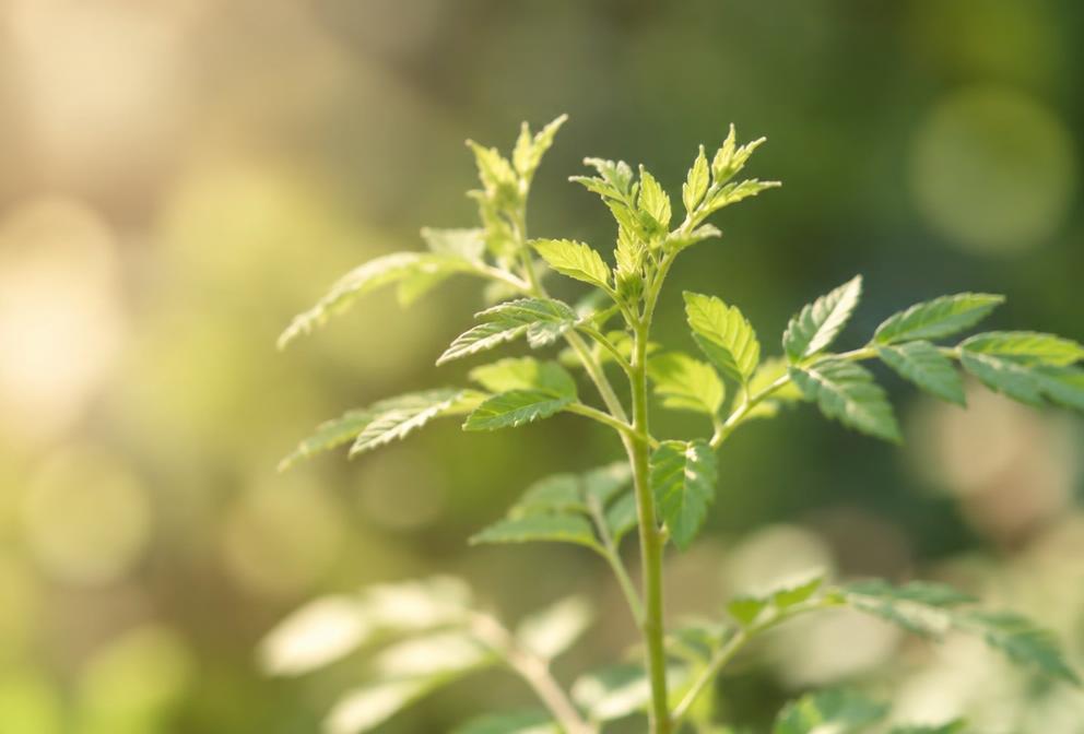 Junge Pflanze mit frischen Trieben im Sonnenlicht